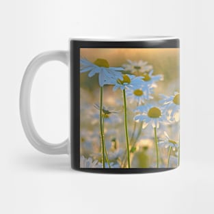 Oxeye Daisies Backlit by the Evening Sun Mug